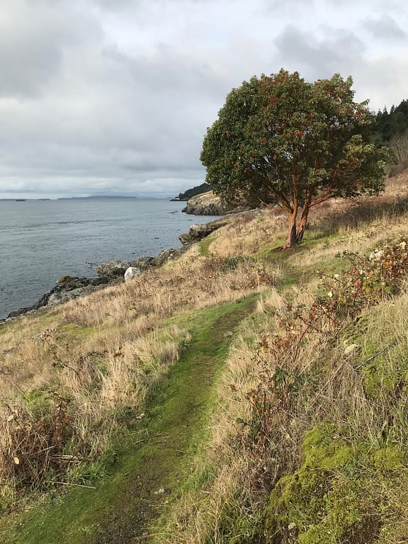 a lonely madrona tree on a coastal bluff with a thin green walking trail winding along the yellow grasses