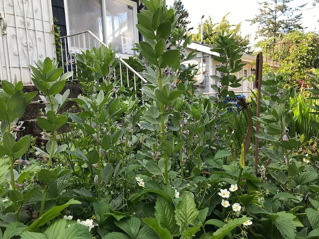 close-up of fava bean plants growing in a garden bed