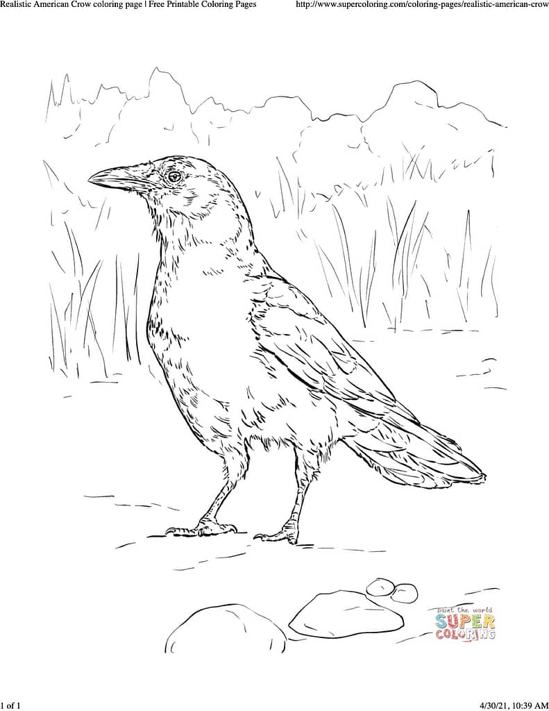 coloring sheet of realistic American crow