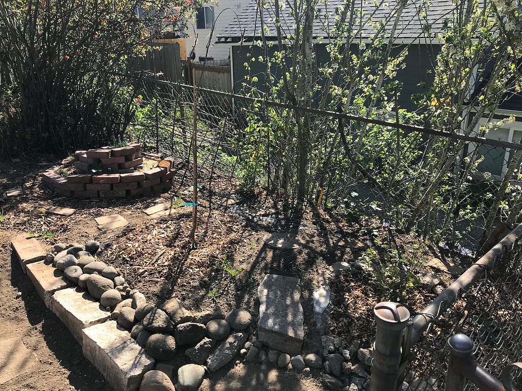 newly planted garden patch against a chain-link fence