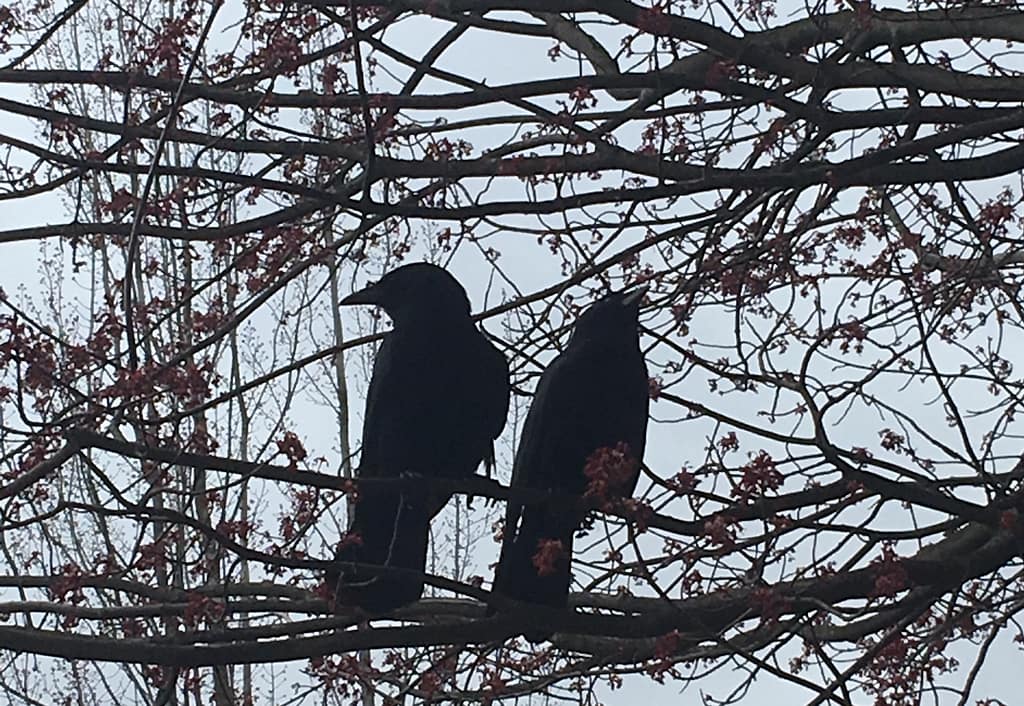 two crows in a blossoming cherry tree