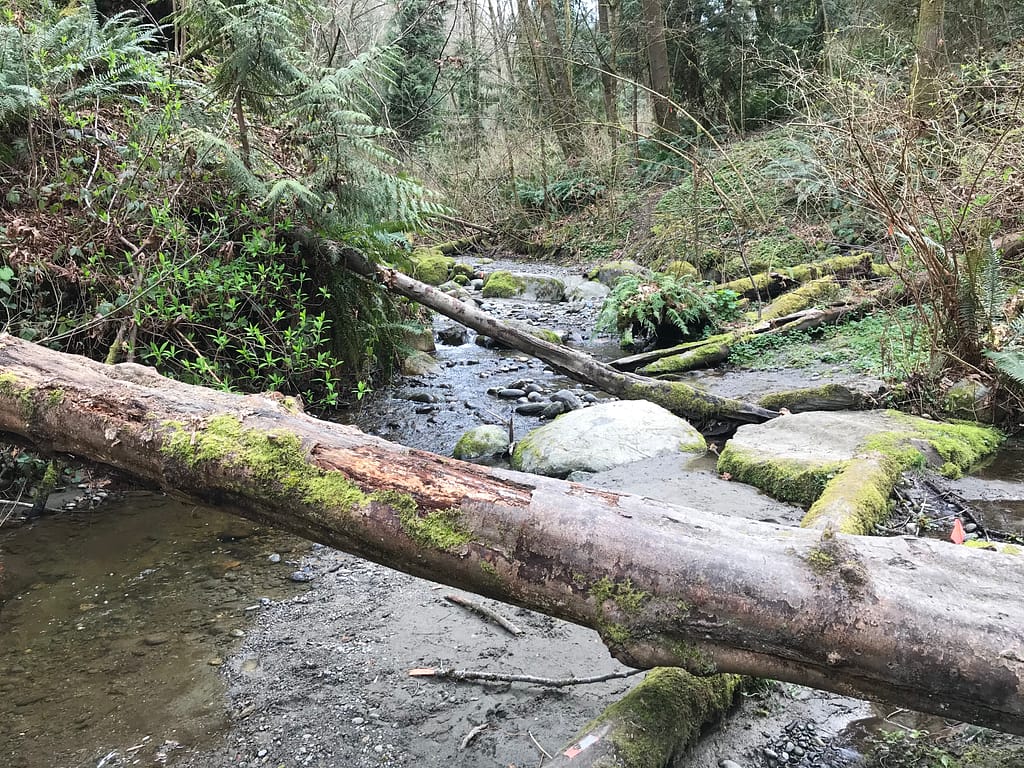 fallen logs across a creek line with ferns and mossy rocks