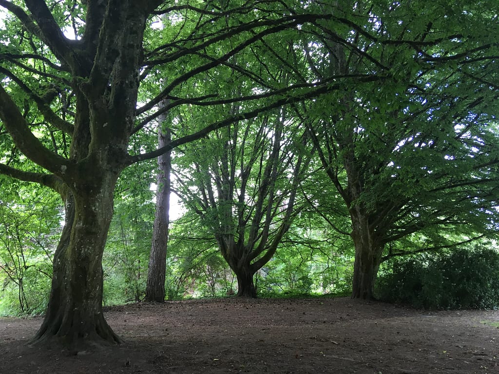 three leafy trees in a shady grove
