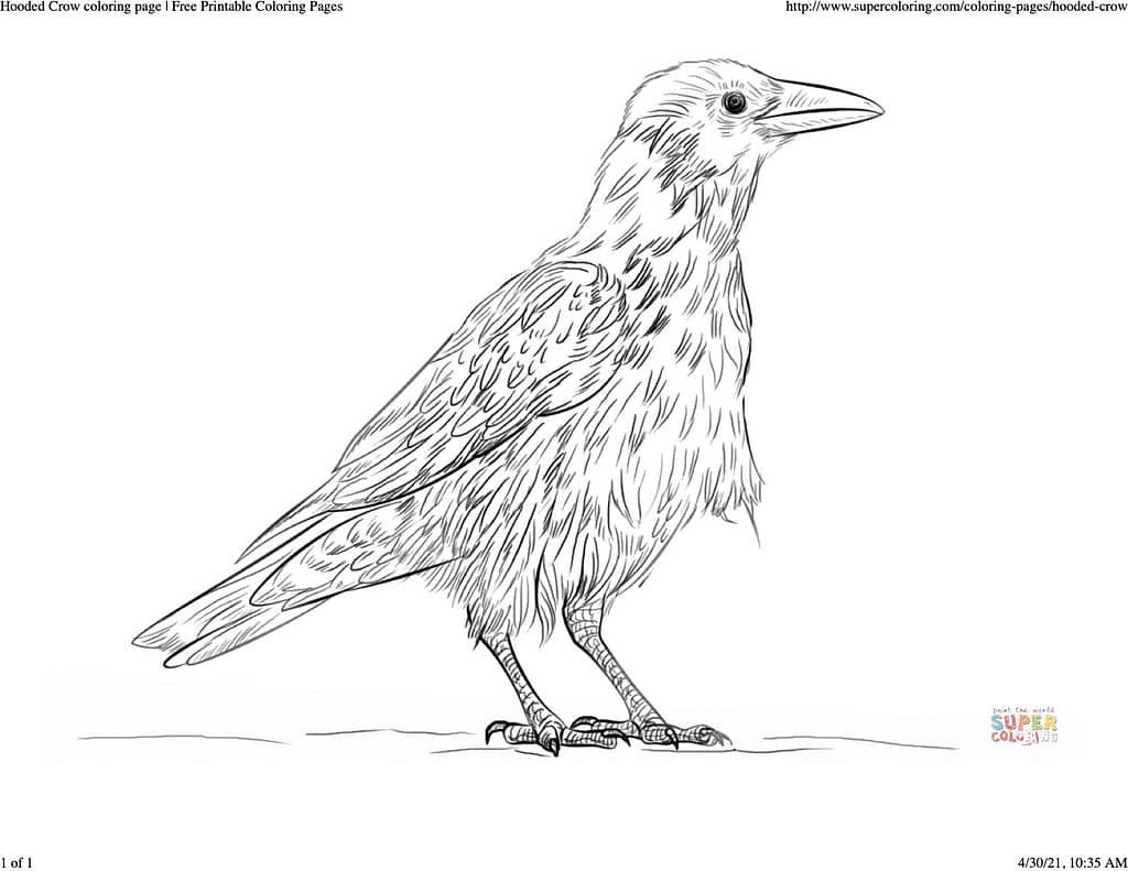 coloring sheet of a hooded crow