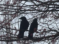 My Favorite Bird: Crows!