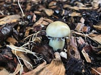 Garden Project: Mushrooms