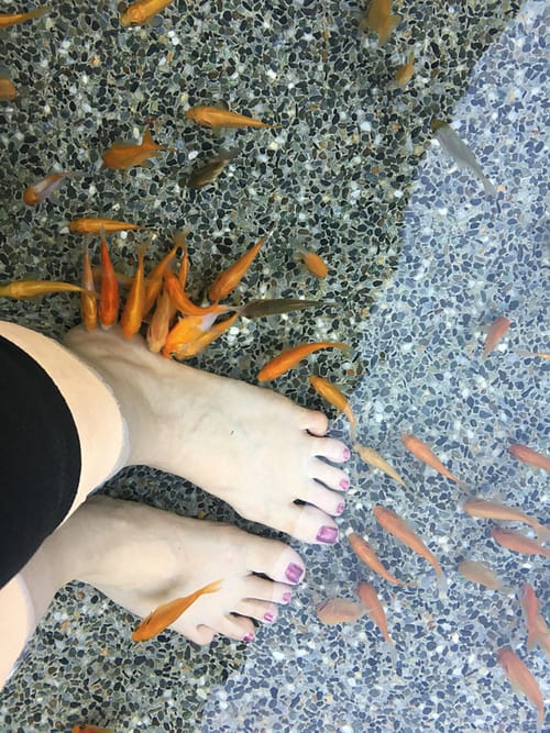 dozens of small goldfish nibbling at my feet