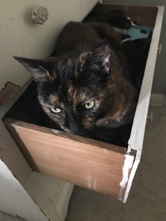 a brown cat with green eyes cozied up inside an open drawer