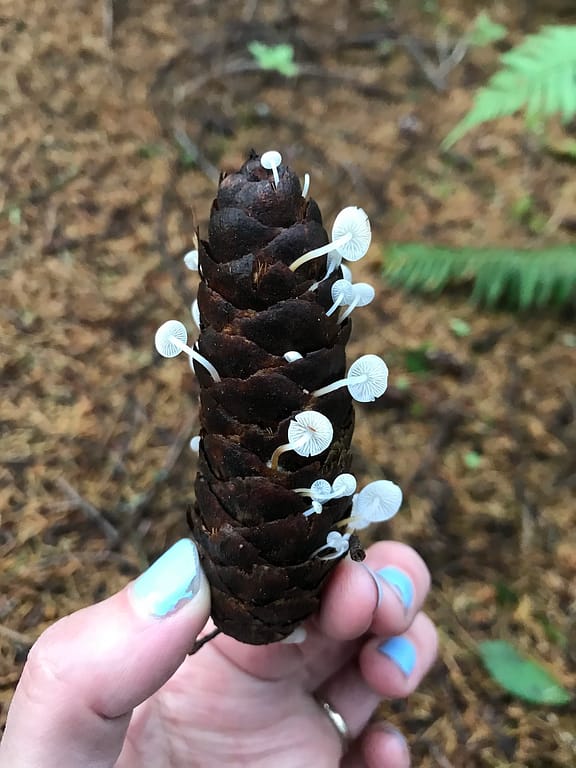 a pinecone containing tiny white mushrooms growing out of the cracks being held up by a hand 