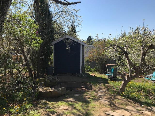 a view of the backyard. a navy blue shed sits behind the excavated pond, which is flanked by a dwarf apple tree and lilac bushes.