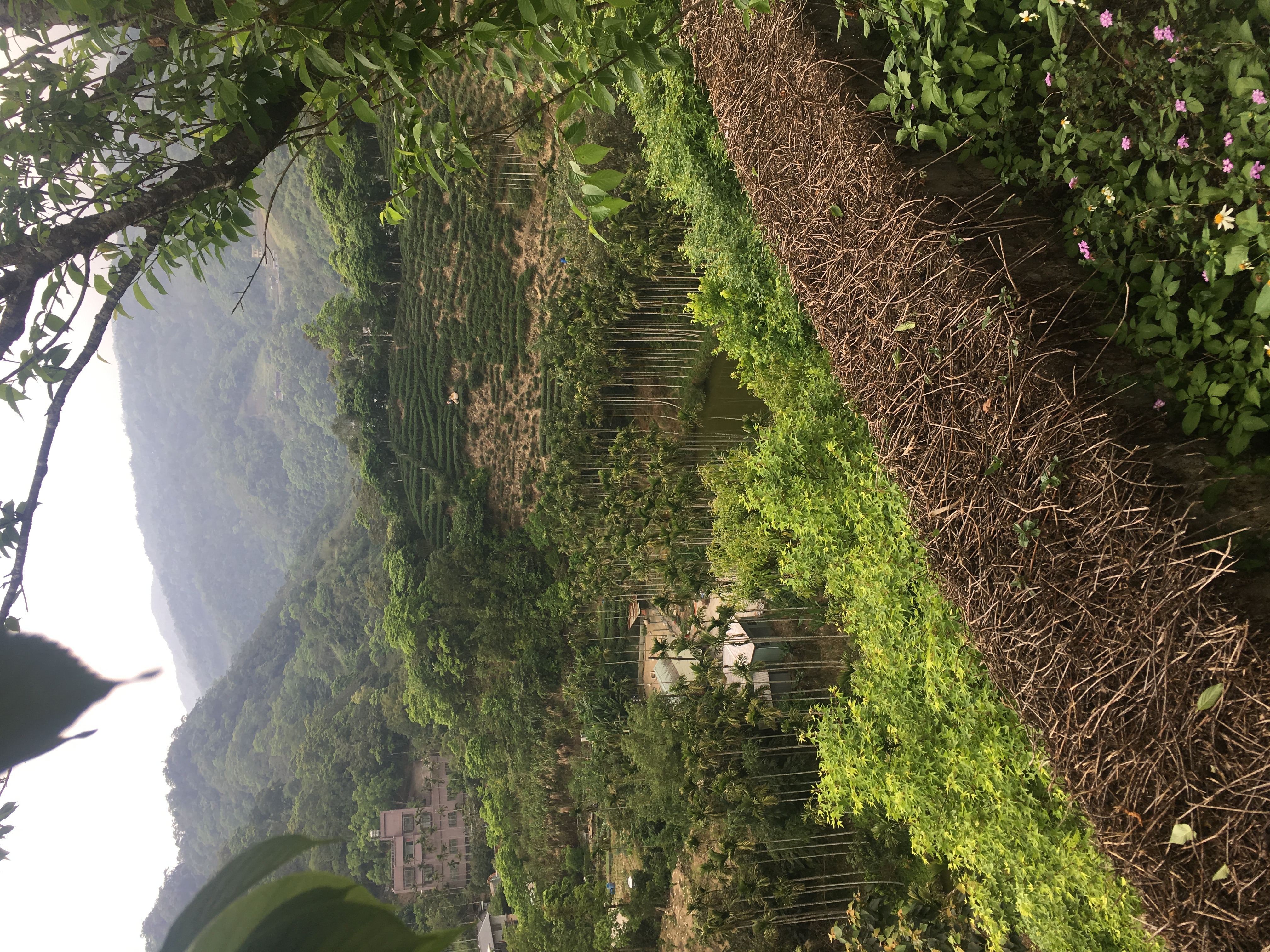 View from a hiking trail in Pinglin, Taiwan. Tea fields and palm trees in the distance, flowers and foliage in the foreground.