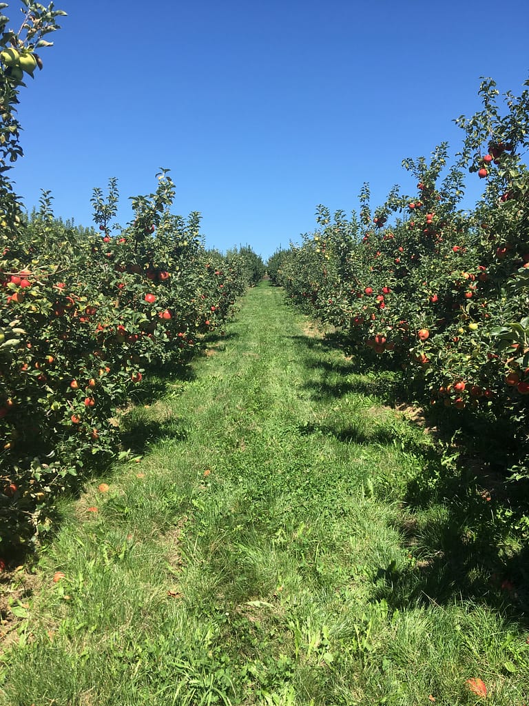 Long rows of apple trees separated by grassy walkways, underneath a bright blue sky
