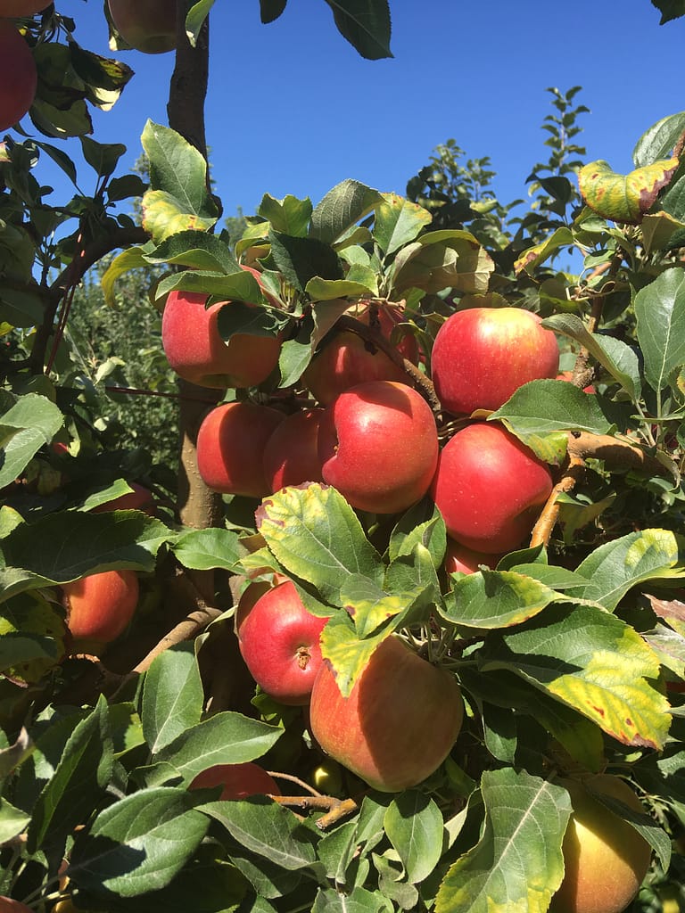 Trees full of red honeycrisp apples
