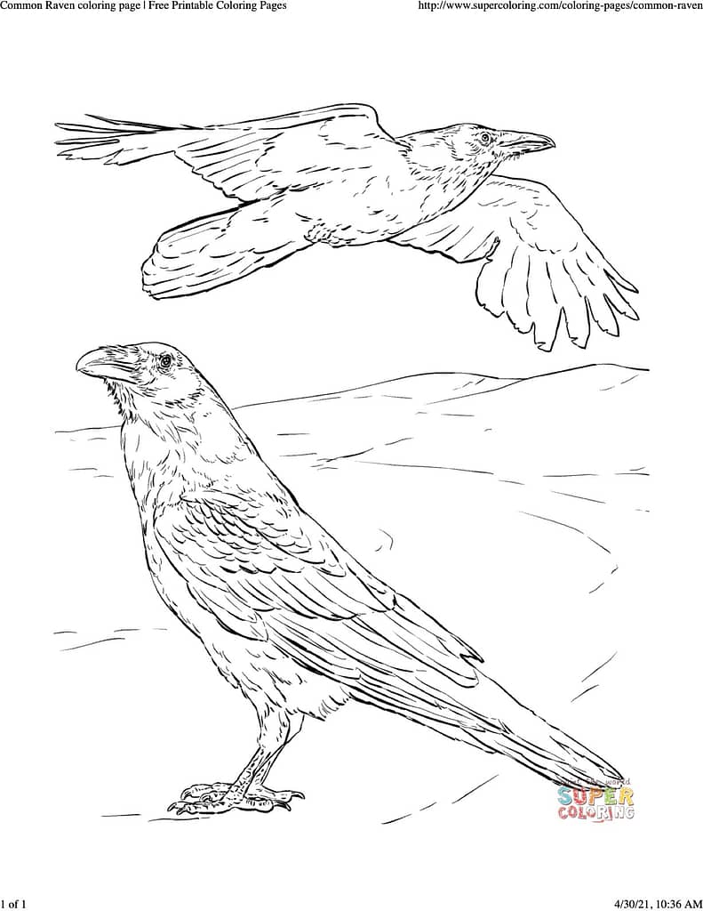 coloring sheet of two common ravens, one standing on the ground and the other flying above.