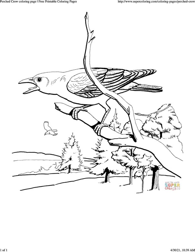 coloring sheet of a crow perched in a tree branch cawing at something. it looks pretty angry!